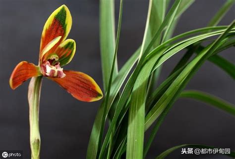 蘭花養護|蘭花怎麼養？超詳細入門蘭花養護教程，並附有最好養。